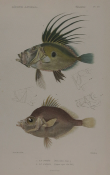 Baron Cuvier, Fish